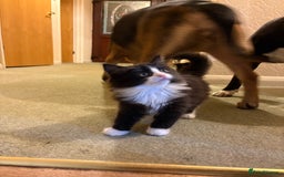 Ragdoll cats for sale: Longhair ragdoll kittens  - Advert 9