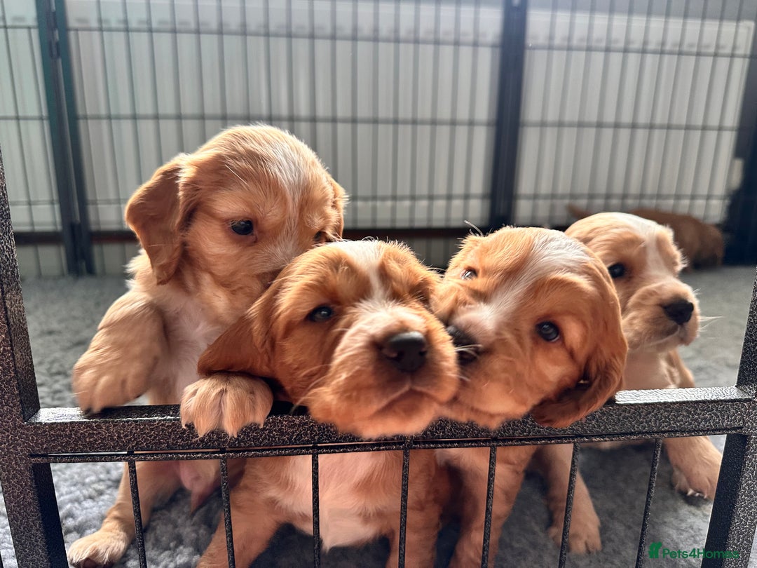 Cocker Spaniel dogs for sale: Working Cocker Spaniel Puppies - Image 2