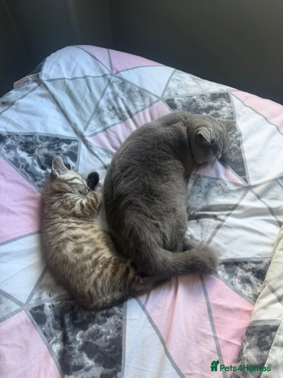 Mixed Breed cats for sale: BSH cross Bengal - Advert 2