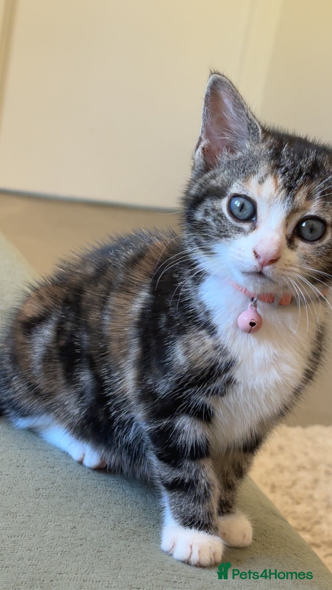 Mixed Breed cats for sale: Three female kittens looking for homes - Image 3