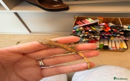 Gecko reptiles for sale: crested geckos  - Image 4