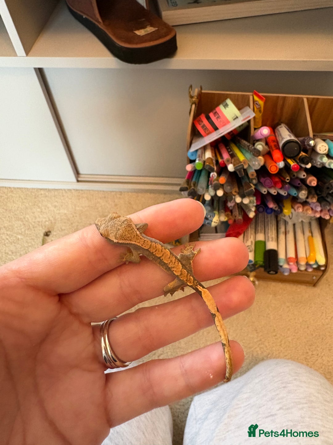 Gecko reptiles for sale: crested geckos  - Image 4