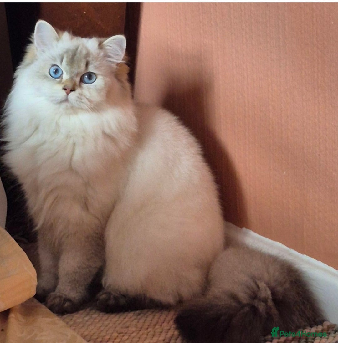 British Shorthair cats for sale: Exceptional BSH& BLH blue golden shaded Ny11 💖 - Advert 4