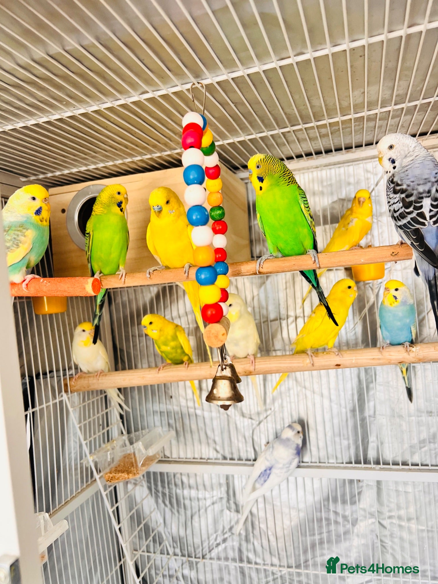 Budgerigars birds 14 Breeding Budgies, Cage, Food, Toys & Nest Boxes - Advert 20
