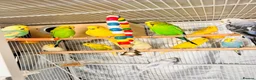 Budgerigars birds for sale: 14 Breeding Budgies, Cage, Food, Toys & Nest Boxes - Advert 1