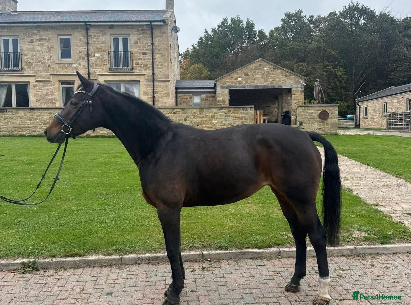 Belgian Warmblood horses Libertee - Dressage, happy hacker type - Advert 17