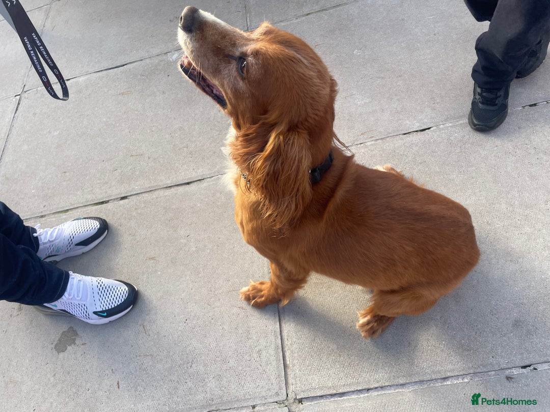 Cocker Spaniel dogs for sale: 10 year old cocker spaniel  - Image 1