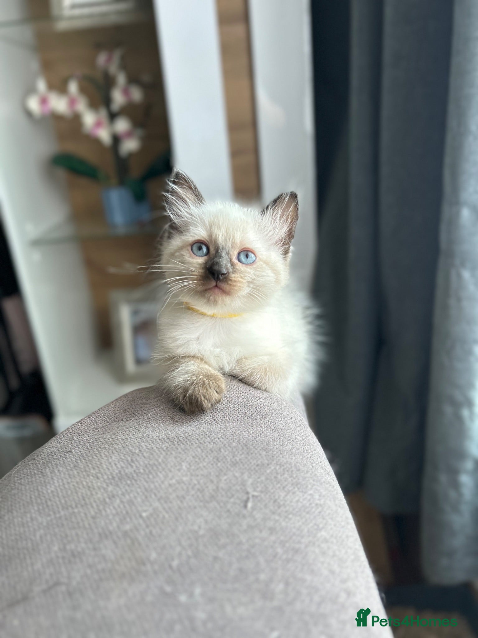 Ragdoll cats 😽Beautiful Ragdoll Kittens 😽 - Advert 2