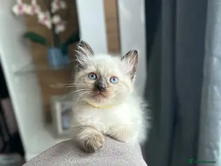 Ragdoll cats 😽Beautiful Ragdoll Kittens 😽 - Advert 2