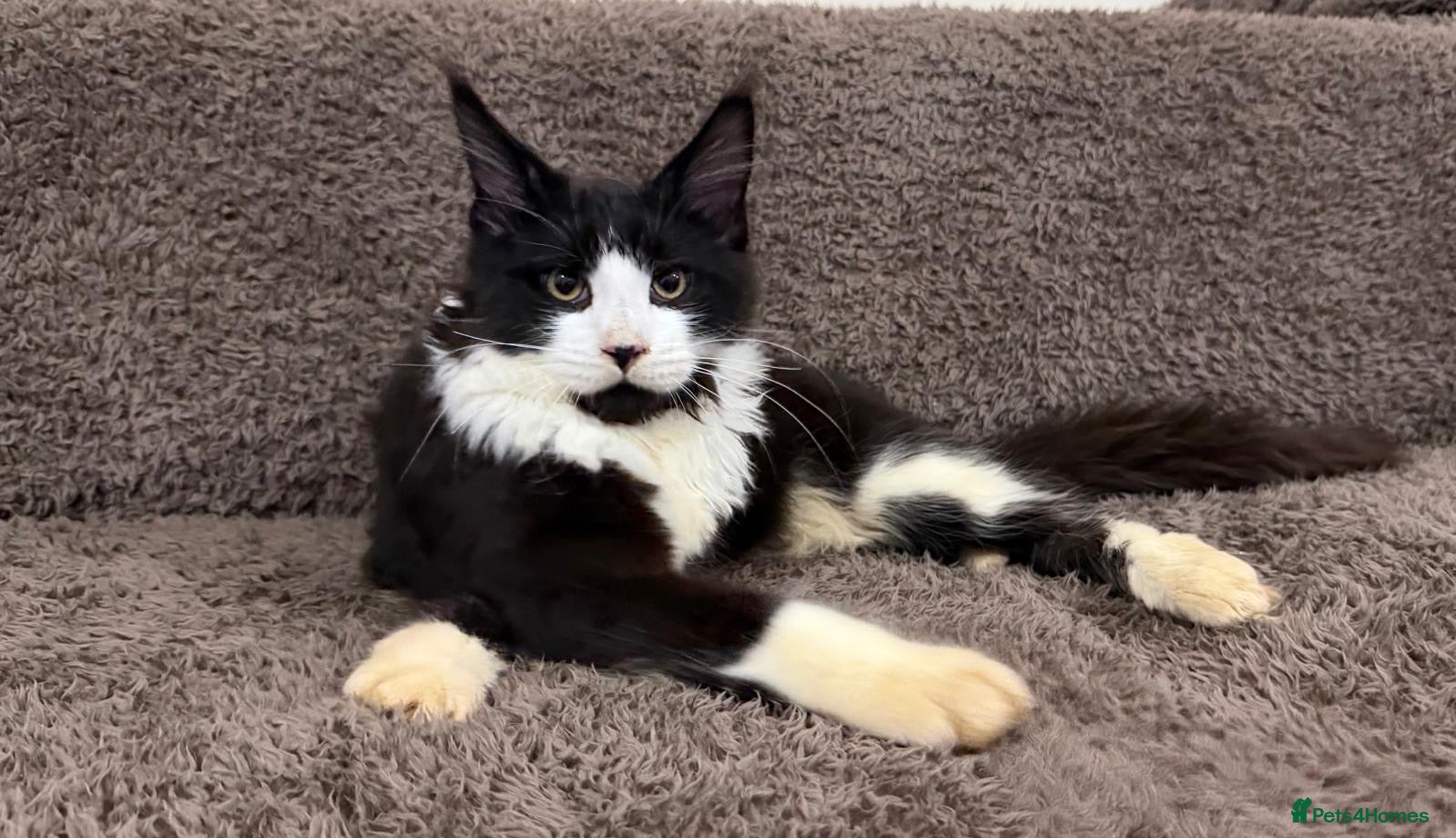 Maine Coon cats Ready for home pure bred maine coon kittens - Advert 3