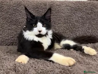Maine Coon cats Ready for home pure bred maine coon kittens - Advert 3