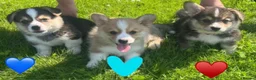 Welsh Corgi Pembroke dogs for sale: Gorgeous RKC reg corgi's DNA health tested parents - Advert 5