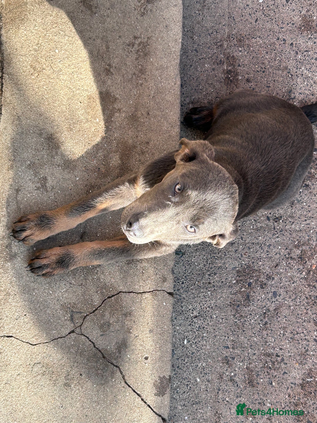 Labrador Retriever dogs for sale: Absolutely stunning charcoal/silver Labrador pups - Image 15