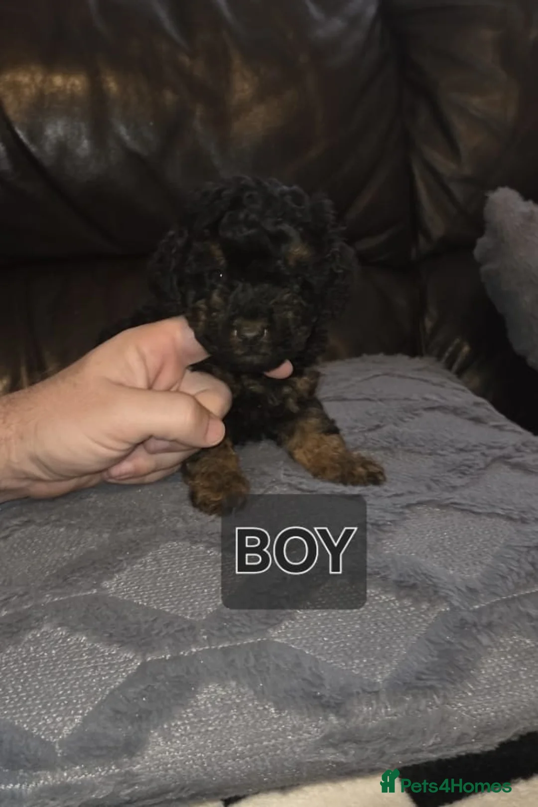 Cavapoo dogs for sale: Health tested stunning cavapoo puppies - Advert 6
