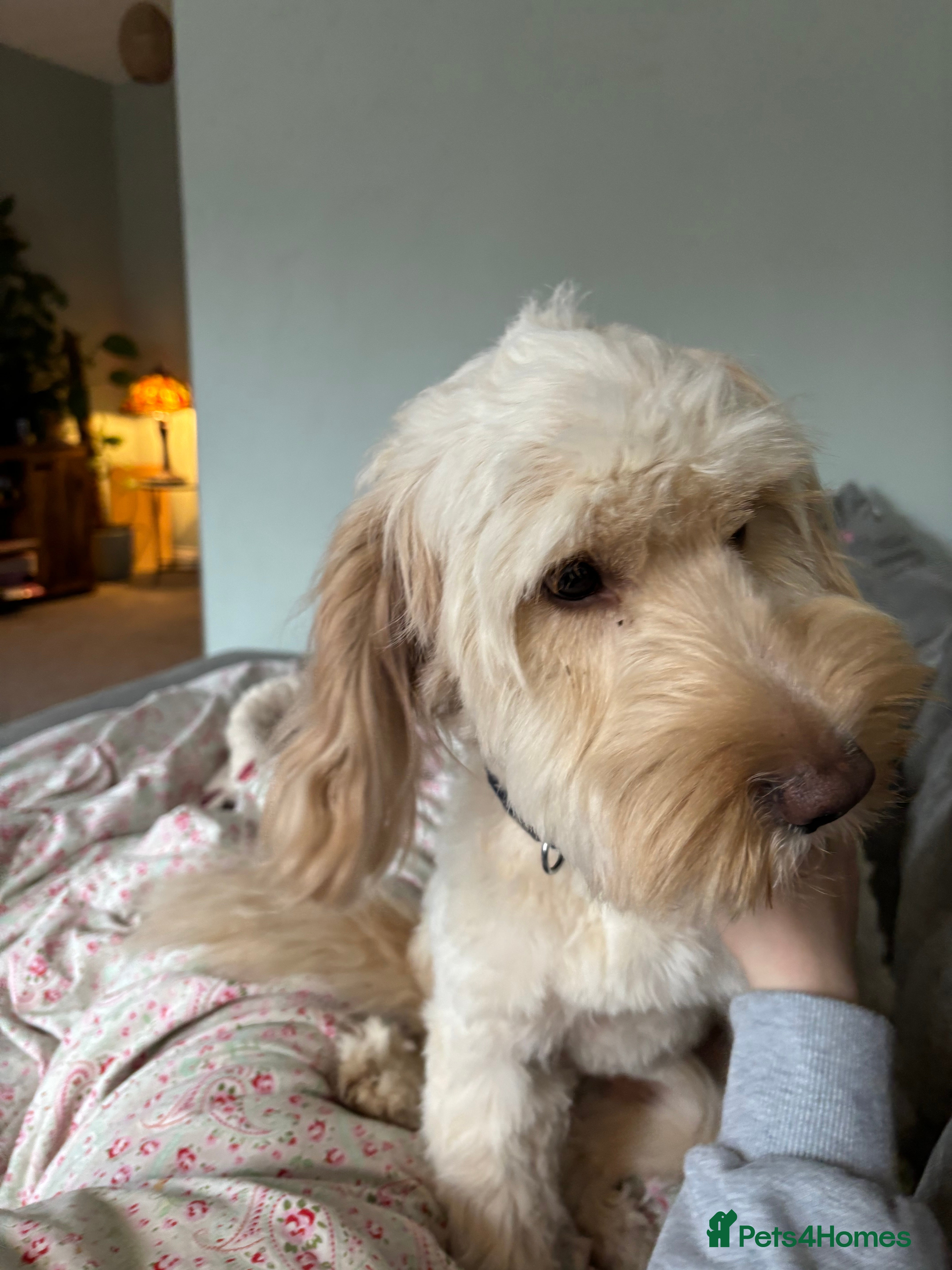 Cockapoo dogs Oscar  in Huddersfield - Advert 4
