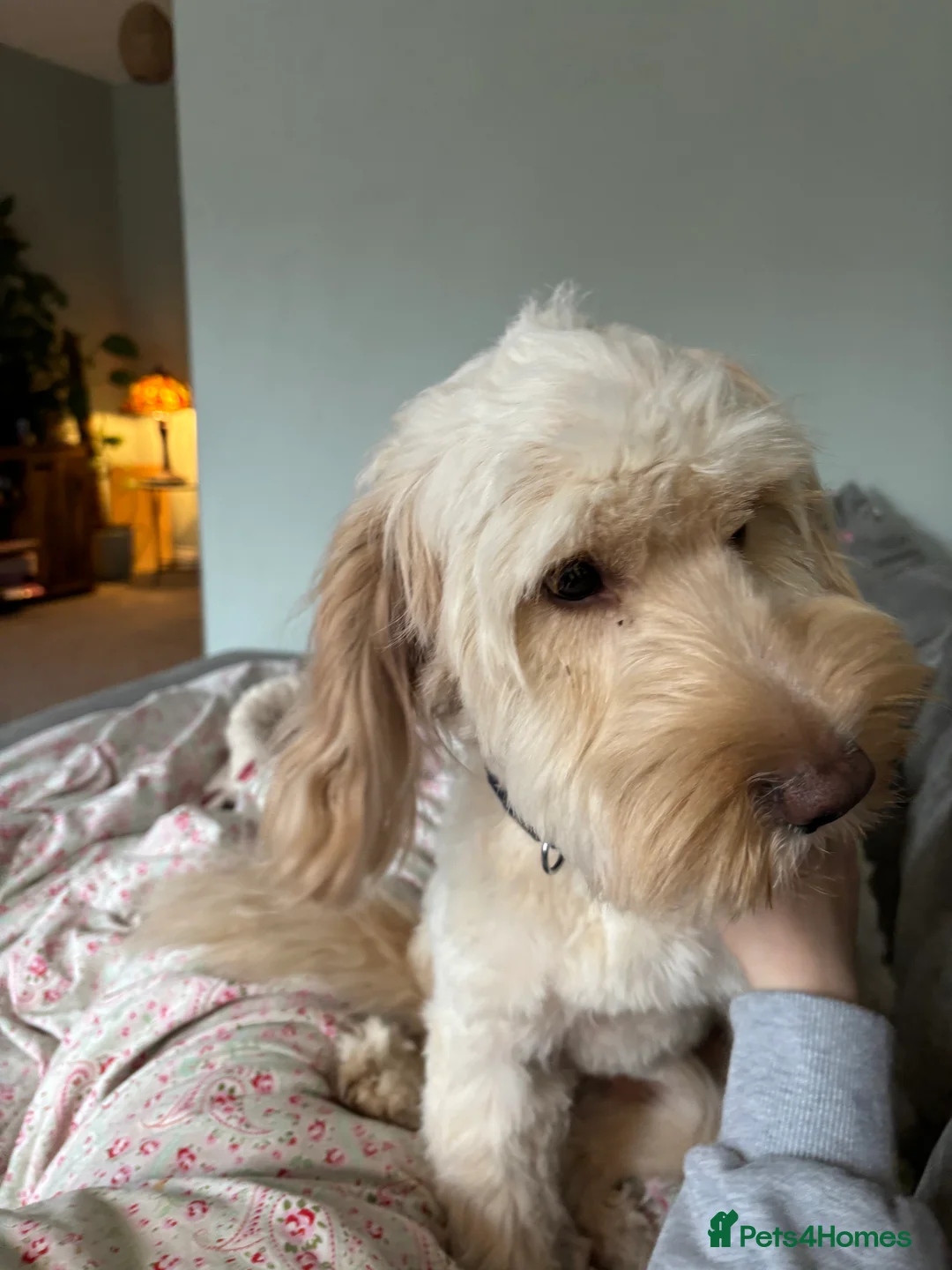 Cockapoo dogs for sale: Oscar  in Huddersfield - Advert 1