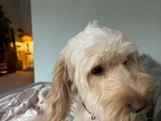 Cockapoo dogs Oscar in Huddersfield - Advert 4