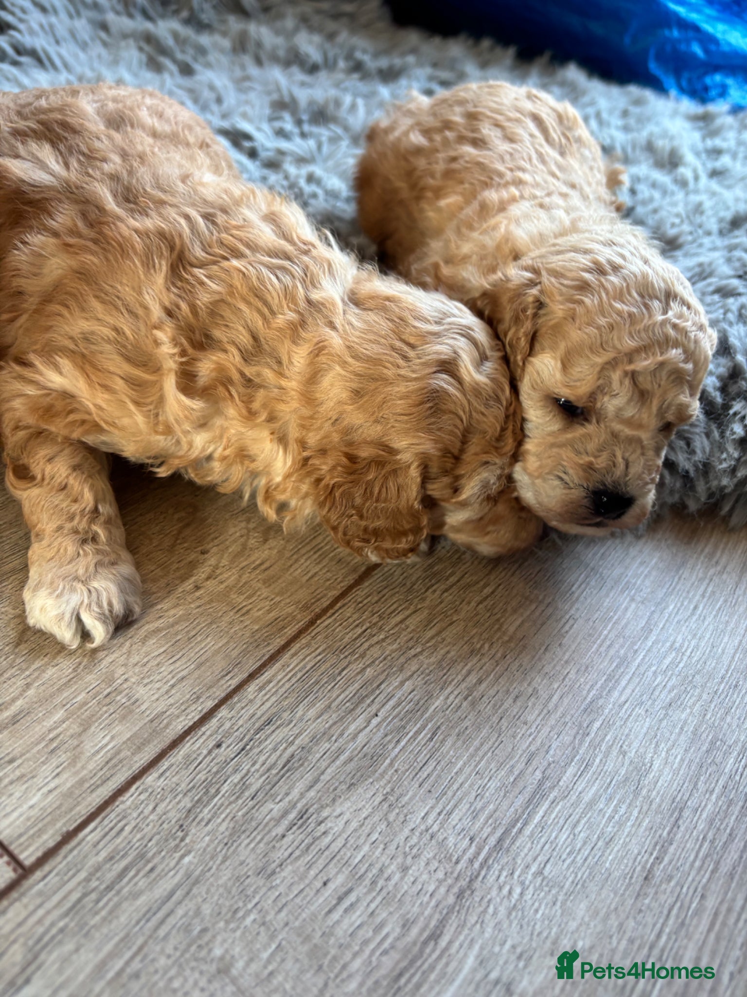 Toy Poodle dogs Litter of 2 beautiful Apricot girls  - Advert 4