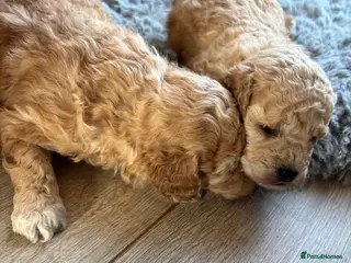 Toy Poodle dogs Litter of 2 beautiful Apricot girls - Advert 4