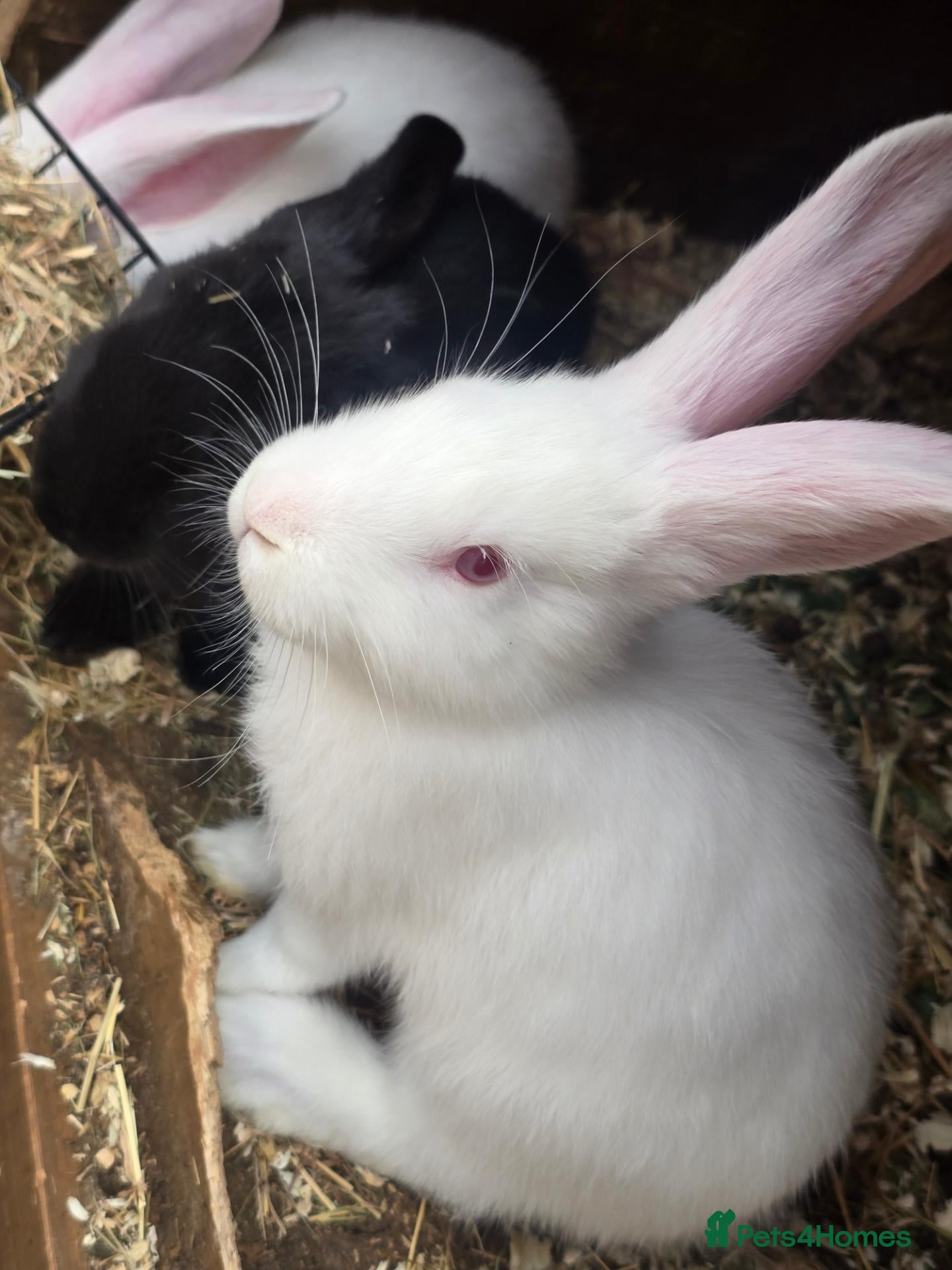 Continental Giant rabbits Continental Giant Rabbit Kits Bookings Now Open 🐰 - Advert 2