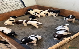 English Springer Spaniel dogs for sale: KC REG ENGLISH SPRINGER SPANIEL - Image 3