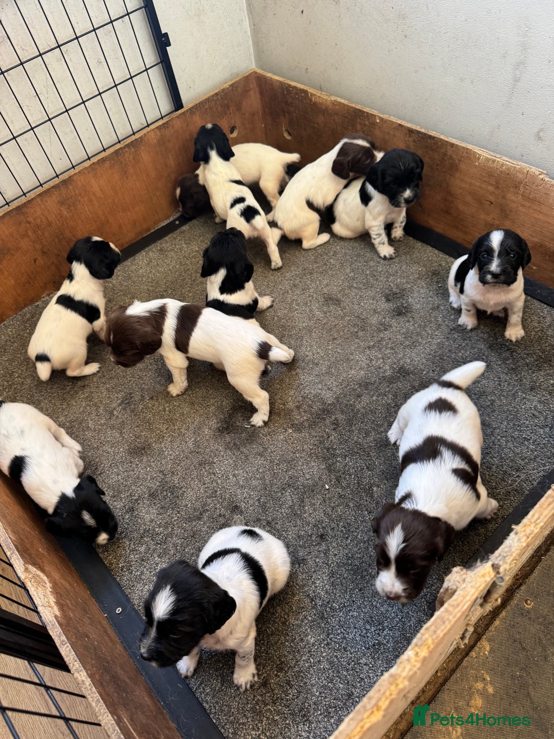 English Springer Spaniel dogs for sale: KC REG ENGLISH SPRINGER SPANIEL - Image 3