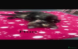 Domestic Shorthair cats for sale: 3 beautiful female kittens  - Image 9