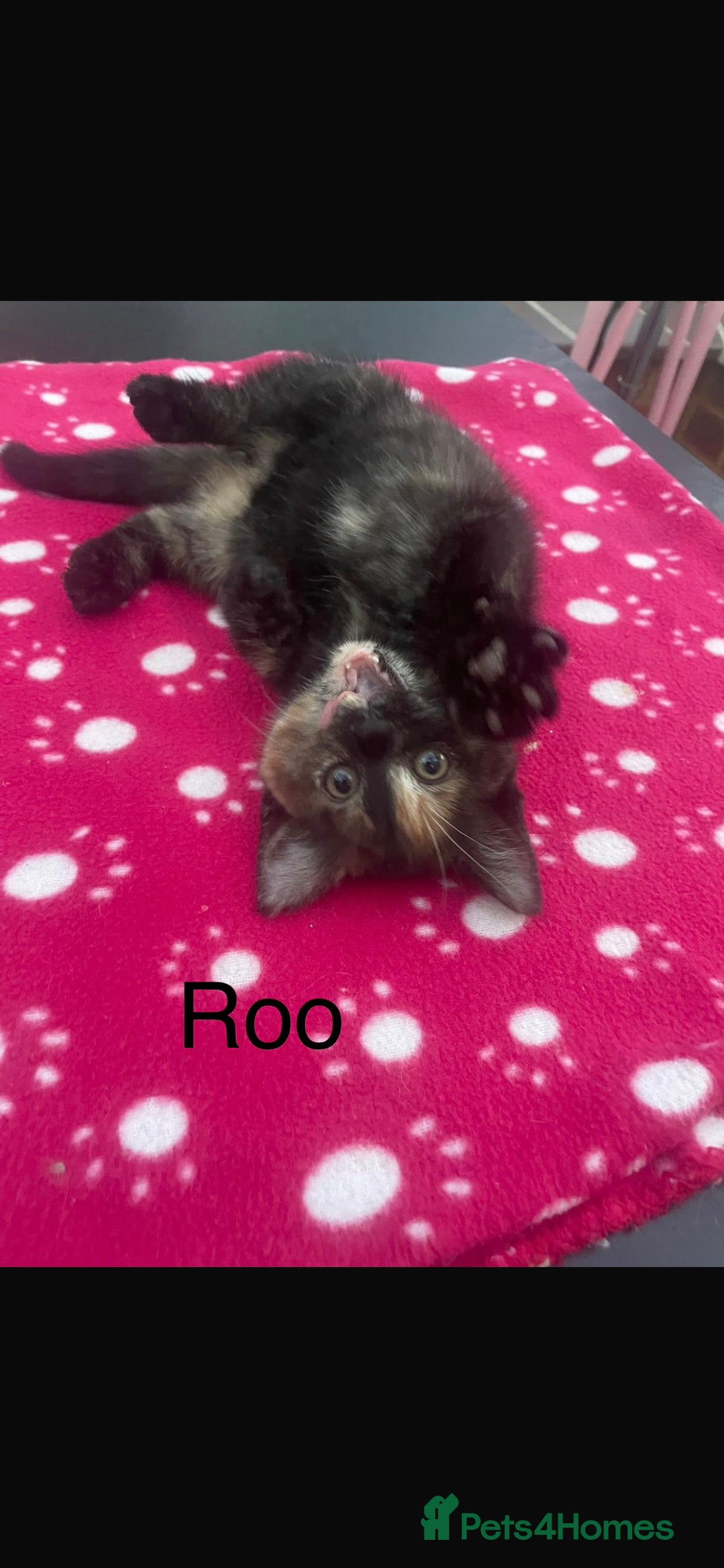 Domestic Shorthair cats for sale: 3 beautiful female kittens  - Image 9