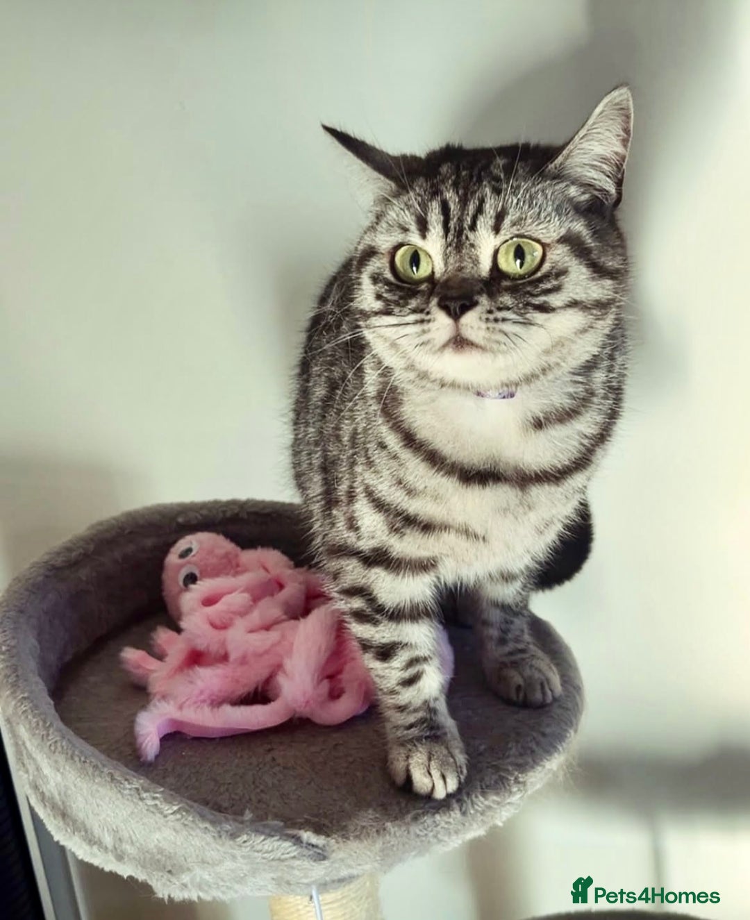 British Shorthair cats for sale: Sweet Lyla: Your New Best Friend!💖 - Image 1