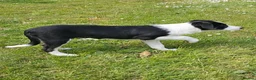 Border Collie dogs for sale: ISDS Border Collie Pups - Advert 13
