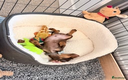 Miniature Dachshund dogs for sale: Male Miniature Dachshund Puppy - Image 2