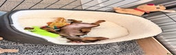 Miniature Dachshund dogs for sale: Male Miniature Dachshund Puppy - Advert 2