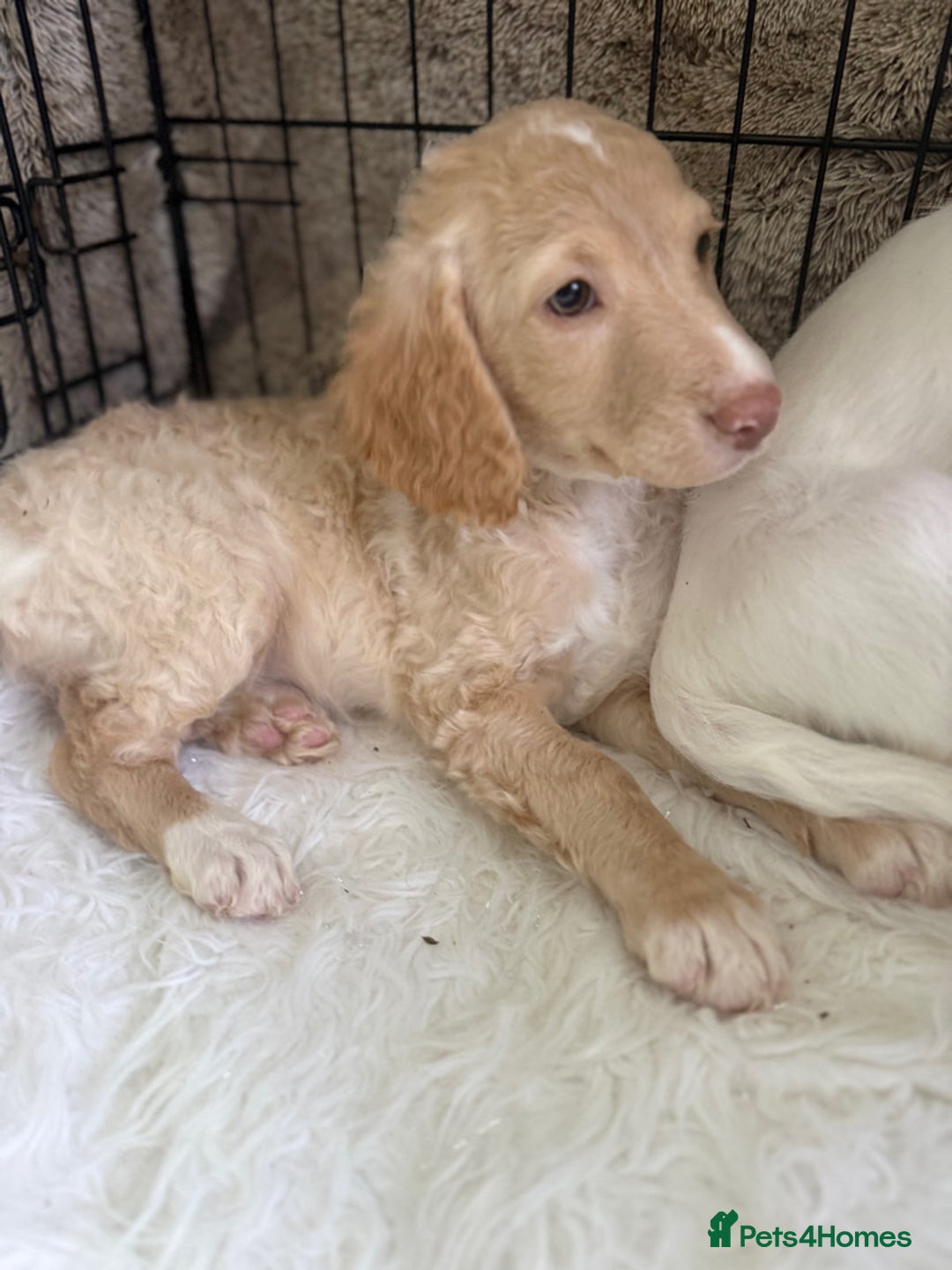 Cockapoo dogs for sale: F1b Cockapoo puppies - Advert 20