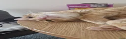 Mixed Breed cats for sale: Urgent home needed in Sheffield - Advert 8