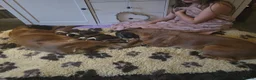 Boxer dogs for sale: BEAUTIFUL BOXER PUPPIES FOR SALE  - Advert 3