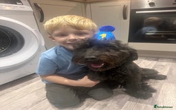 Cockapoo dogs for sale: Cockapoo for sale - Advert 3