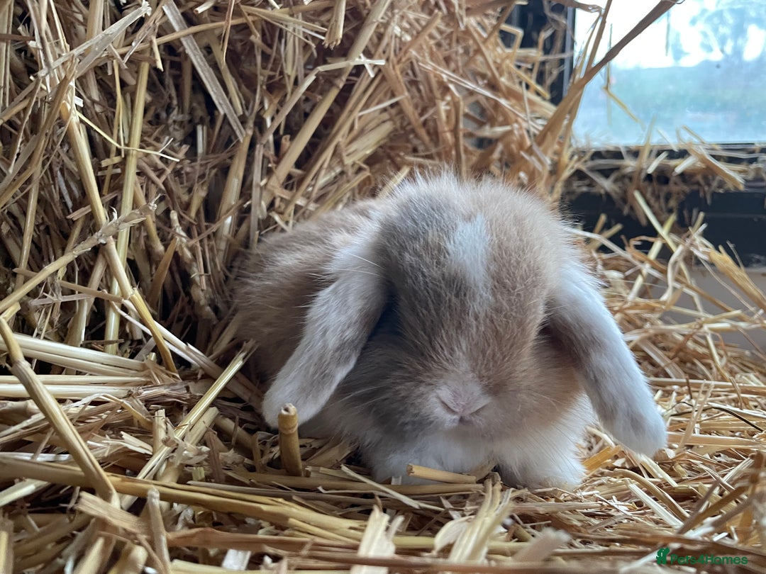 Mini Lop rabbits for sale: Mini lops doe left to reserve  - Advert 1