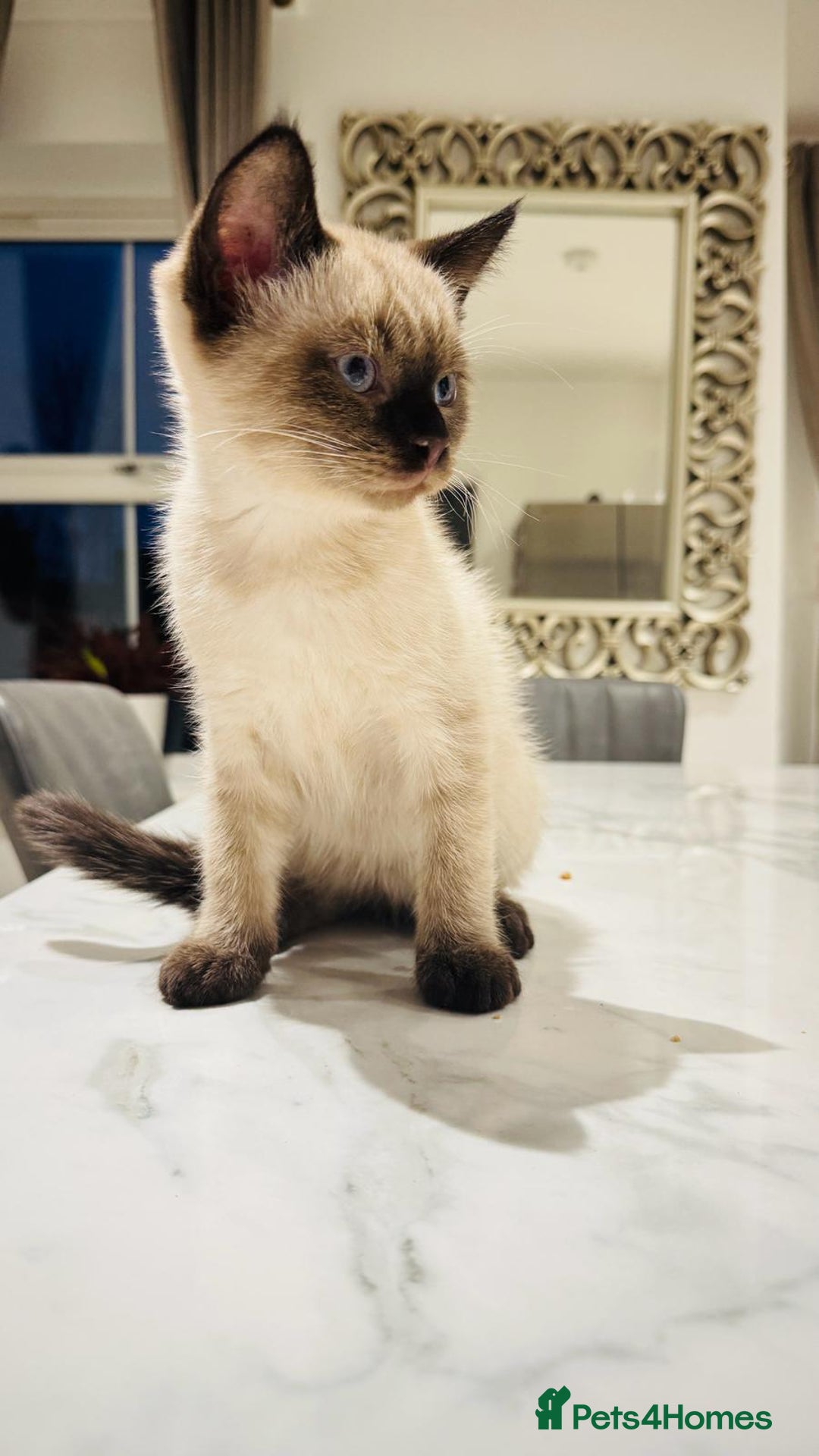 Mixed Breed cats for sale: Male and female kittens available - Advert 4