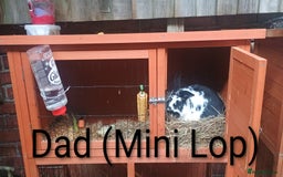 Rex rabbits for sale: 8 week old half mini lop half mini rex - Image 7