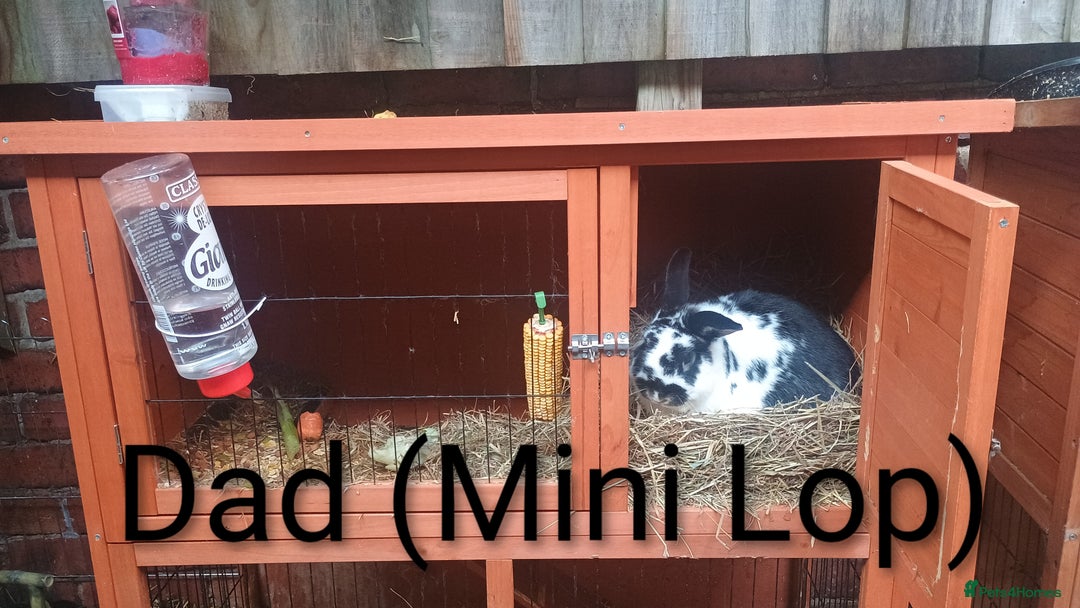 Rex rabbits for sale: 8 week old half mini lop half mini rex - Image 7