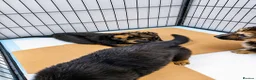 German Shepherd dogs for sale: German Shepherd Puppies From Outstanding Parents - Advert 8