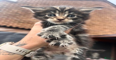 Maine Coon cats - Advert 7