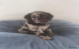 Labradoodle dogs for sale: Miniasture f1 merel labradoodle - Image 3