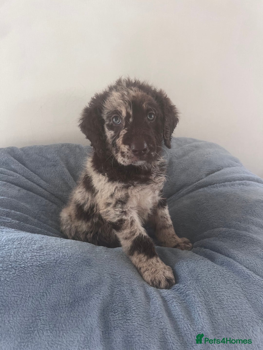 Labradoodle dogs for sale: Miniasture f1 merel labradoodle - Image 3