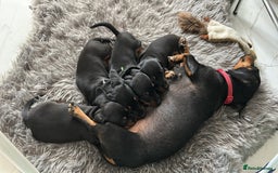 Miniature Dachshund dogs for sale: Lovely black and tan miniature dachshund pups - Image 4