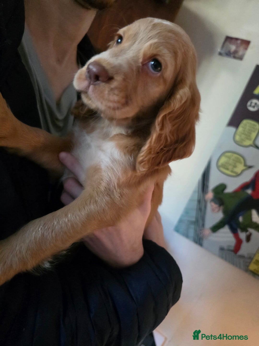 Cocker Spaniel dogs for sale: Stunning cocker spaniel puppies 2 boys left  - Advert 11