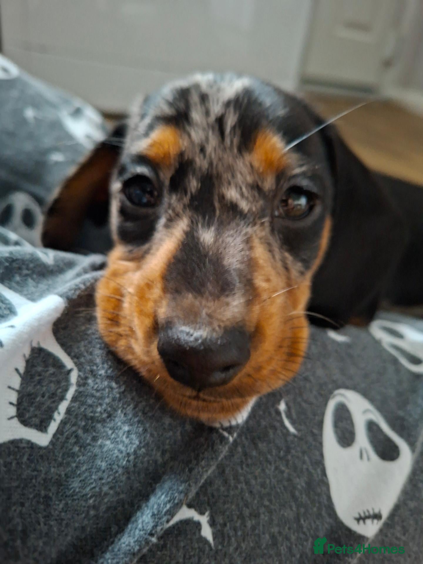 Dachshund dogs Black and Grey dapple dacshund  - Advert 1