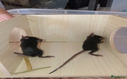 Mouse rodents for sale: Male and female fancy mice for sale  - Image 3
