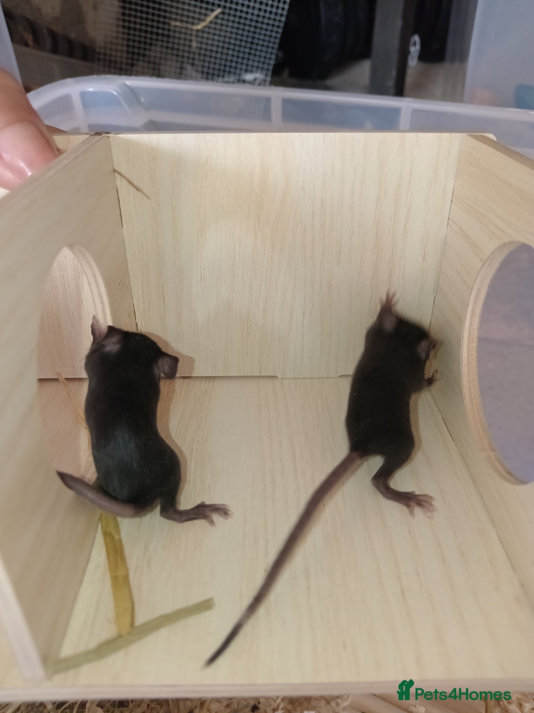 Mouse rodents for sale: Male and female fancy mice for sale  - Image 3