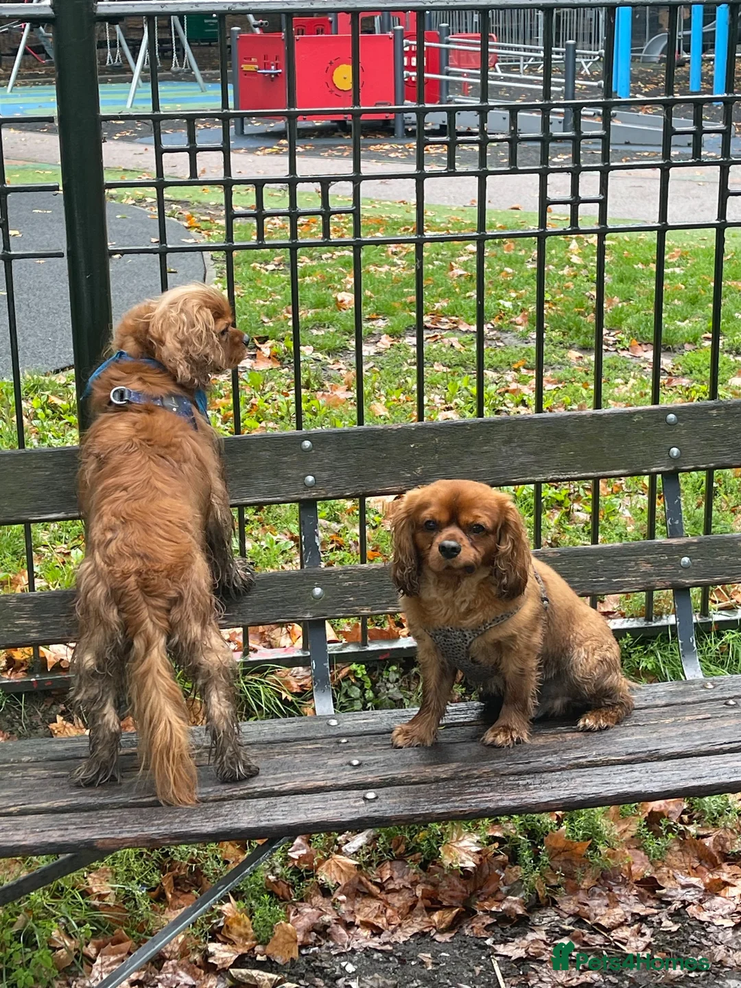 Cavalier King Charles Spaniel dogs for stud: Cavalier for Stud - Advert 4